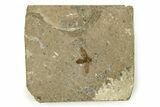 Detailed Fossil March Fly (Plecia) w/ Legs - Wyoming #245653-1